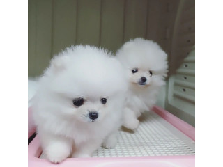 REGALO POMERANIA MACHO Y HEMBRA WHATSAPP +34 655 13 05 82