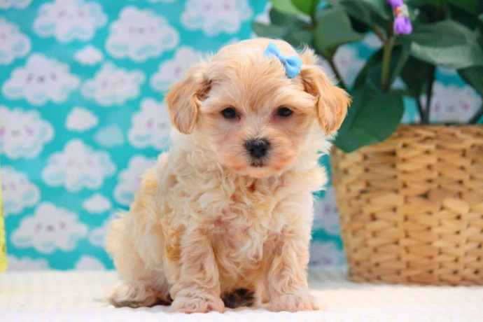 camada-maltipoo-machos-y-hembras-655-13-05-82-big-1