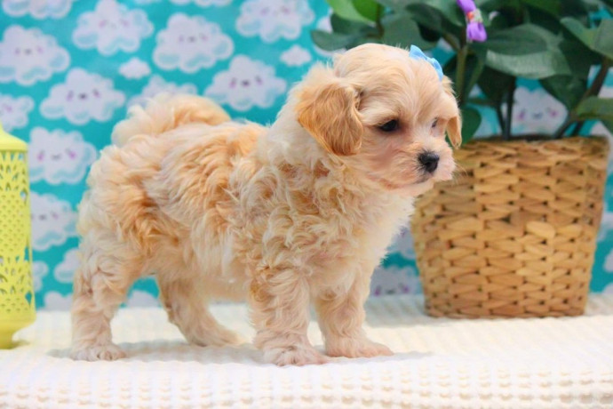 camada-maltipoo-machos-y-hembras-655-13-05-82-big-2