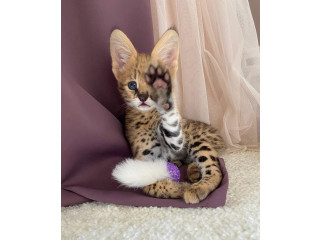 Ofrecemos gatitos Savannah, serval y caracal.
