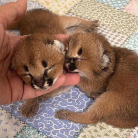 ofrecemos-gatitos-savannah-serval-y-caracal-big-4