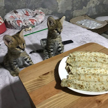 ofrecemos-gatitos-savannah-serval-y-caracal-big-3