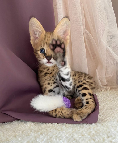ofrecemos-gatitos-savannah-serval-y-caracal-big-0