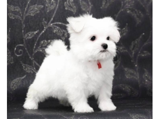 REGALO cachorros de Bichon Maltes Mini Toy Para Adopcion