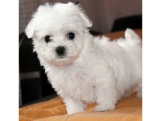 REGALO cachorros de Bichon Maltes Mini Para Adopcion