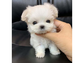 Regalo cachorro de bichon maltes