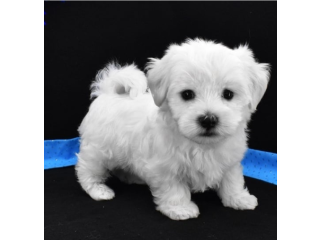 REGALO cachorros de Bichon Maltes Mini