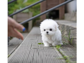 Regalo raza de perro bichon maltes toy