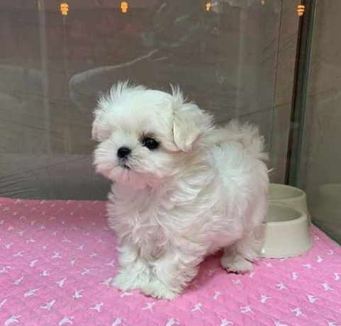 lindo-cachorros-de-bichon-maltes-mini-toy-para-adopcion-big-0