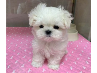 Bonito cachorros de Bichon Maltes Mini Toy Para Adopcion