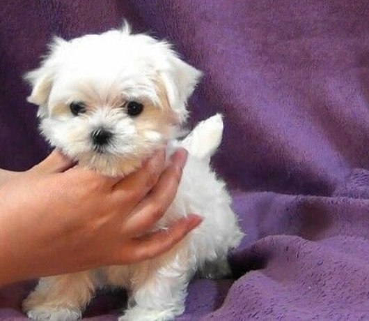 regalo-cachorros-de-bichon-maltes-mini-toy-para-adopcionr-big-0