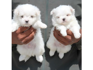 REGALO cachorros de Bichon Maltes Mini Toy Para Adopciont