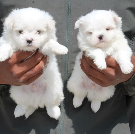 regalo-cachorros-de-bichon-maltes-mini-toy-para-adopciont-big-0