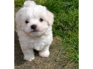 REGALO cachorros de Bichon Maltes Mini Toy Para Adopcionu