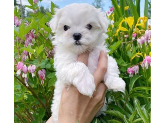 REGALO cachorros de Bichon Maltes Mini Toy Para Adopcioni