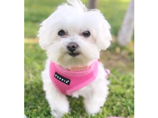 REGALO cachorros de Bichon Maltes Mini Toy Para Adopciono