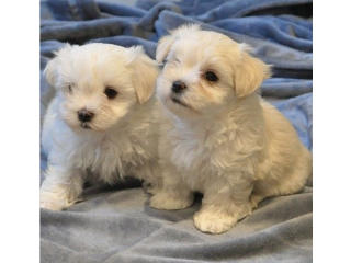 REGALO cachorros de Bichon Maltes Mini Toy Para Adopciona