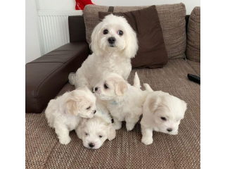 REGALO cachorros de Bichon Maltes Mini Toy Para Adopcions