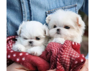 REGALO cachorros de Bichon Maltes Mini Toy Para Adopciond