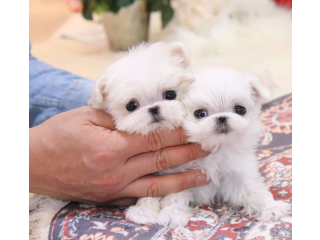 REGALO cachorros de Bichon Maltes Mini Toy Para Adopcionf