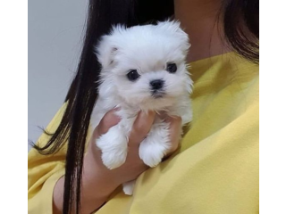 REGALO cachorros de Bichon Maltes Mini Toy Para Adopciong