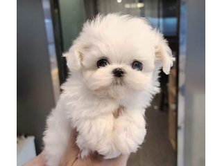 REGALO cachorros de Bichon Maltes Mini Toy Para Adopcionj