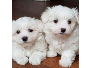 REGALO cachorros de Bichon Maltes Mini Toy Para Adopcionk